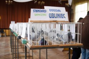 Oddziałowa wystawa gołębi pocztowych 2017